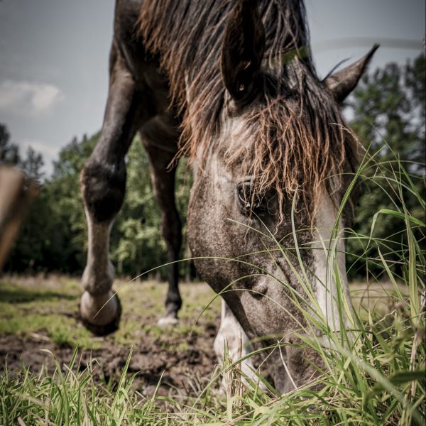 Hoeve Vreckom